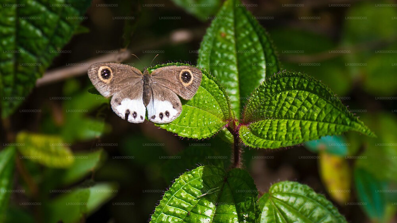 Wycieczka z przewodnikiem po lesie deszczowym Sinharaja z Kosgody