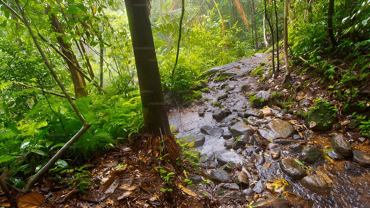 Wycieczka z przewodnikiem po lesie deszczowym Sinharaja z Kosgody