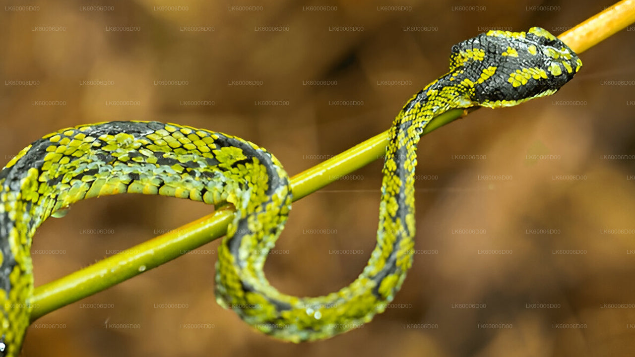 Wycieczka z przewodnikiem po lesie deszczowym Sinharaja z Kosgody