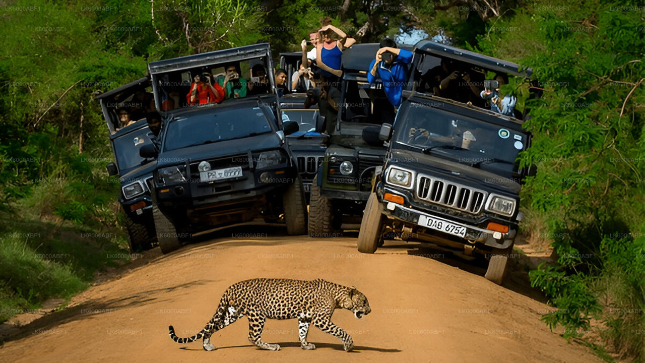 Yala National Park Safari from Kosgoda