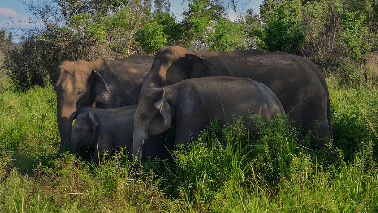 Skała Sigiriya, wrażenia z wioski i safari dzikiej przyrody z Pasikuda