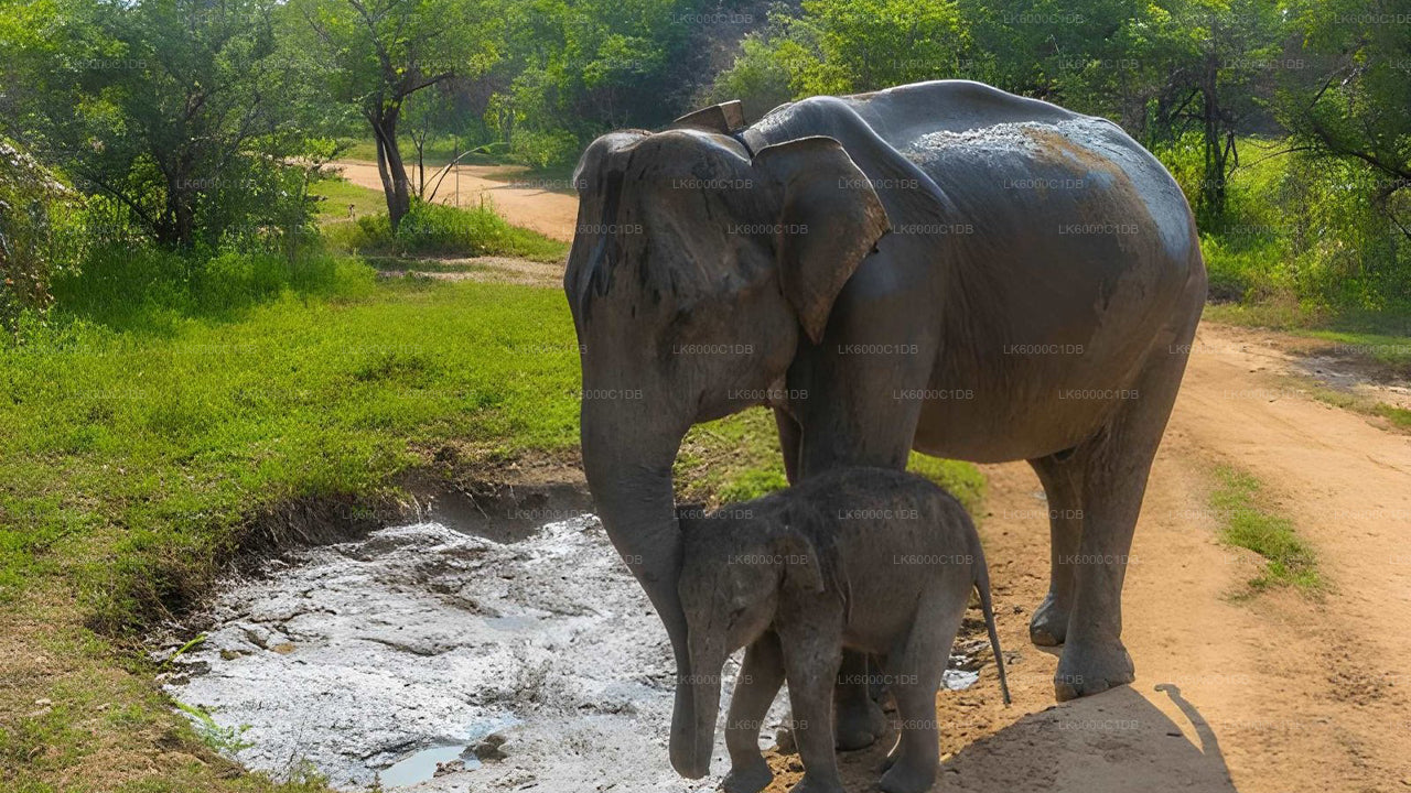 Skała Sigiriya, wrażenia z wioski i safari dzikiej przyrody z Pasikuda