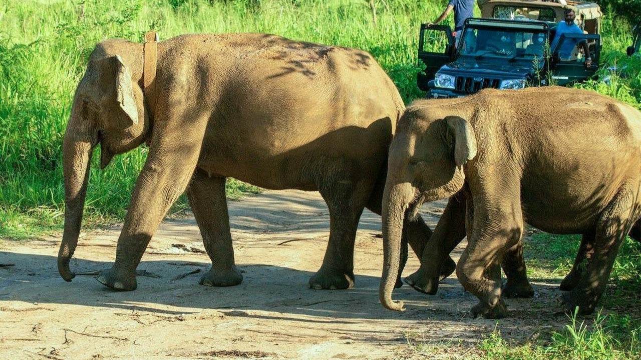 Polonnaruwa Heritage and Hurulu Eco Park Safari from Trincomalee