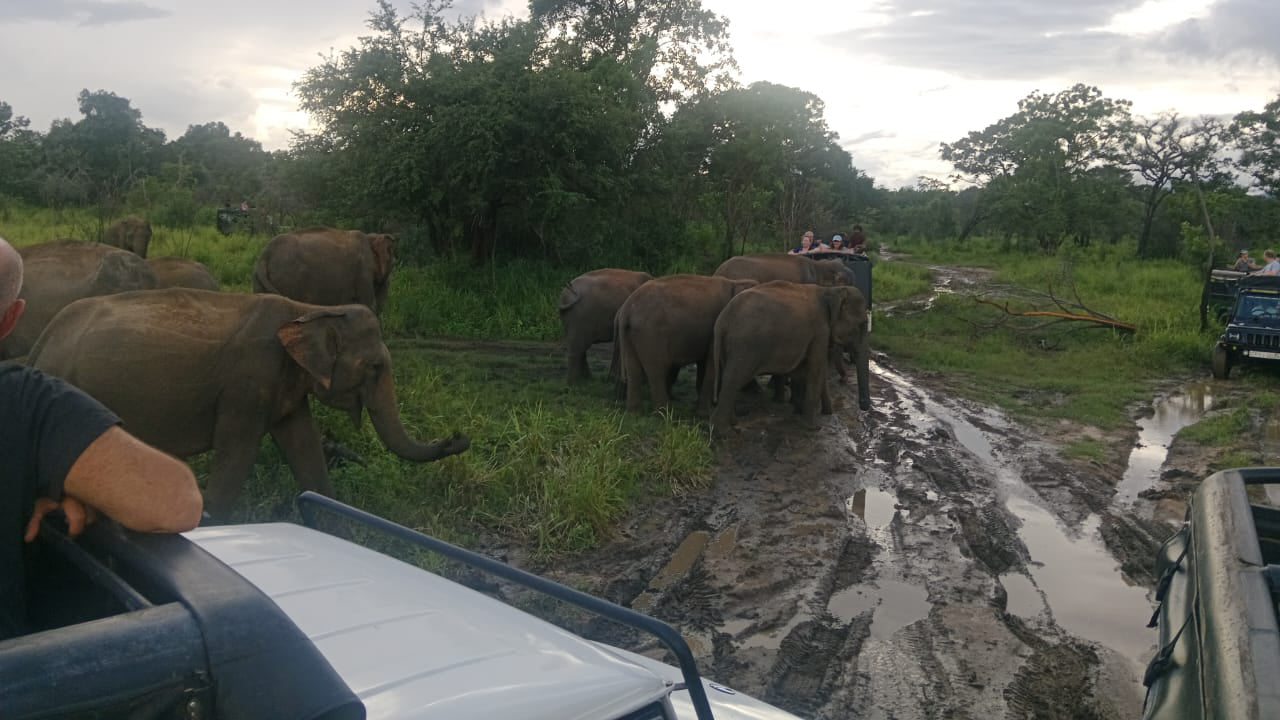 Dziedzictwo Polonnaruwa i safari w Hurulu Eco Park z Pasikuda