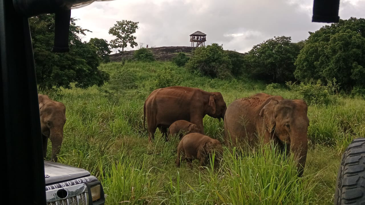 Dziedzictwo Polonnaruwa i safari w Hurulu Eco Park z Pasikuda