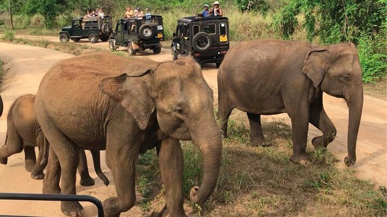 Dziedzictwo Polonnaruwa i safari w Hurulu Eco Park z Pasikuda