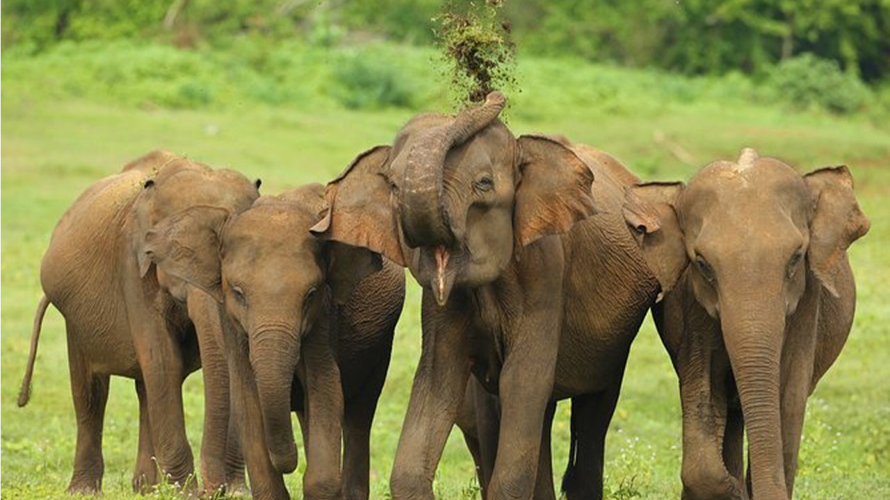 Safari w Parku Narodowym Udawalawe z Ahangamy