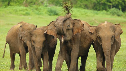 Safari w Parku Narodowym Udawalawe z Ahangamy