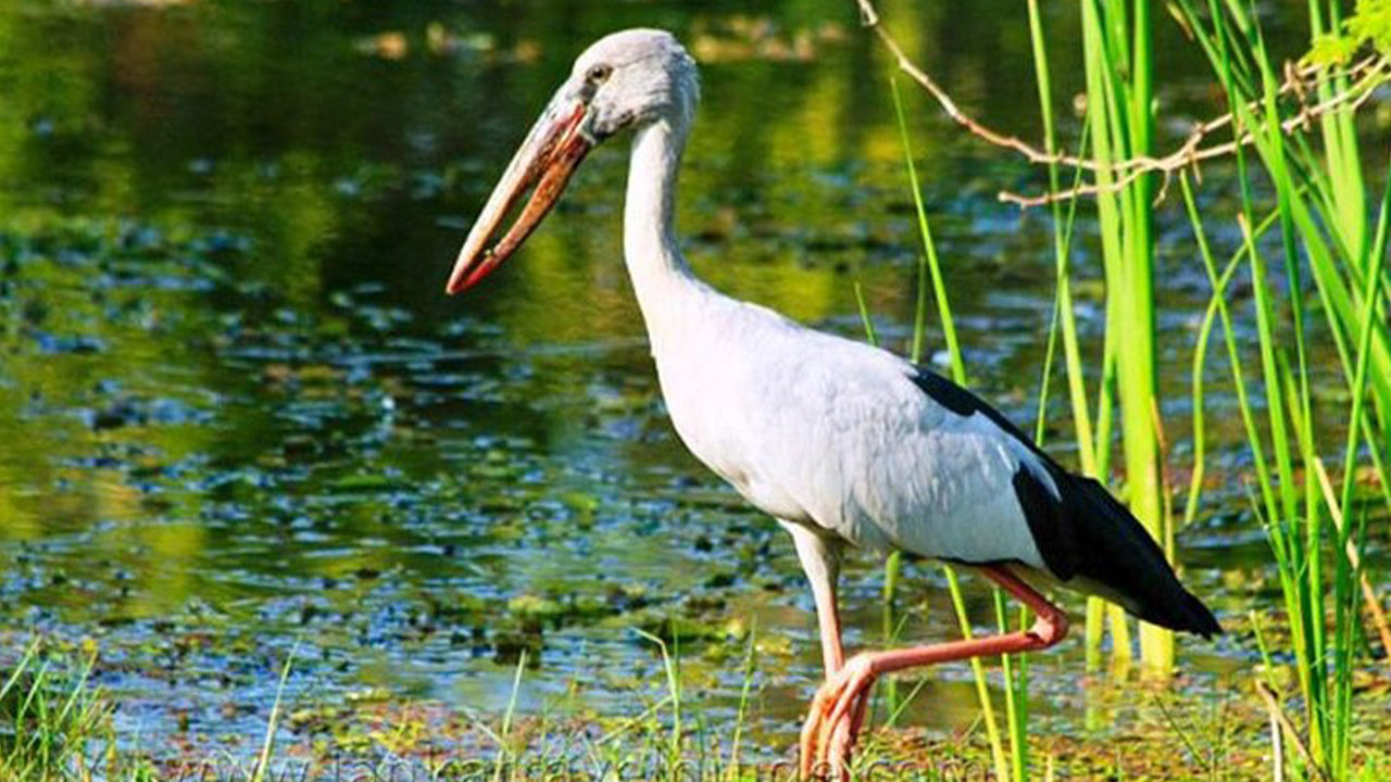 Safari w Parku Narodowym Udawalawe z Ahangamy