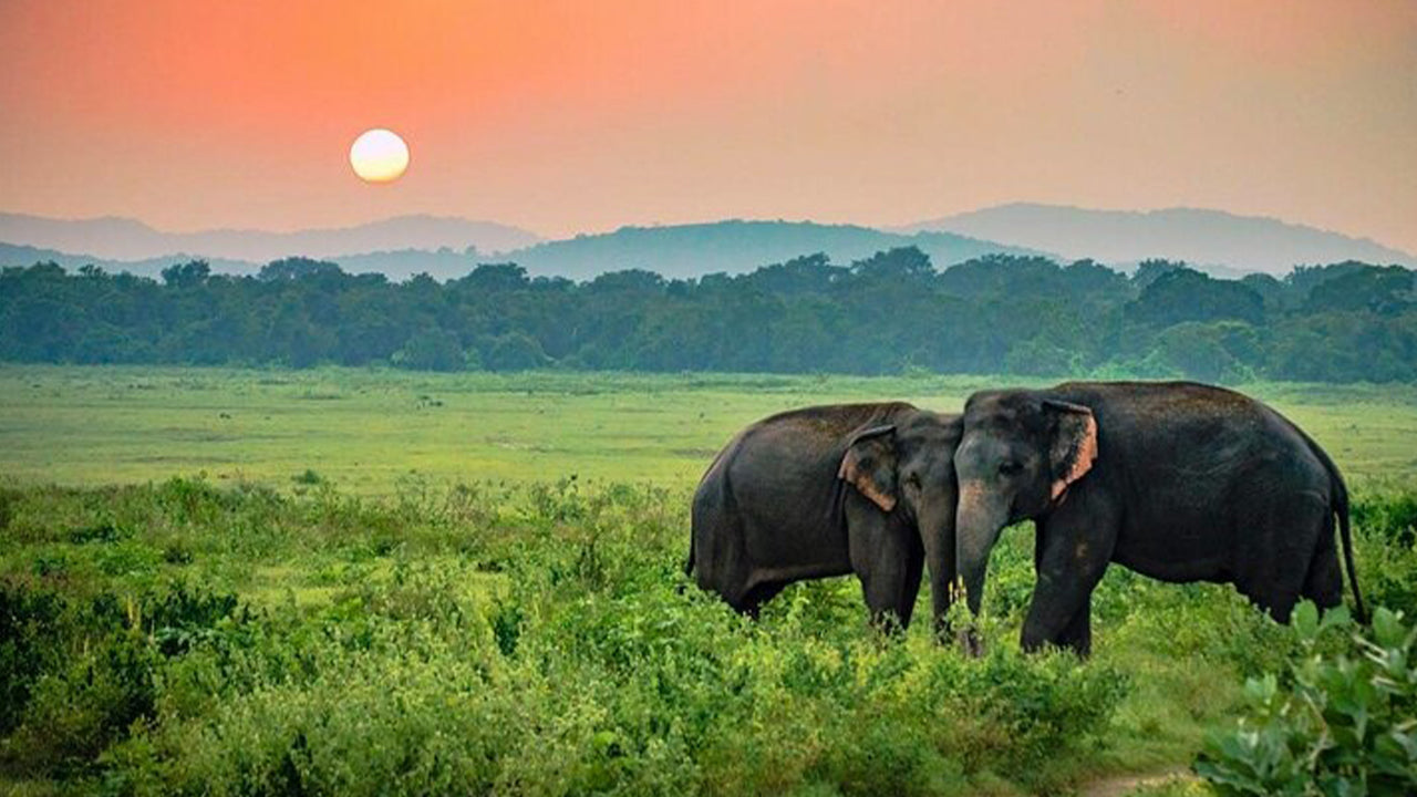Safari w Parku Narodowym Udawalawe z Ahangamy