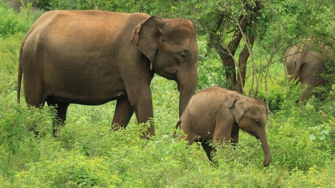 Safari w Parku Narodowym Udawalawe z Ahangamy