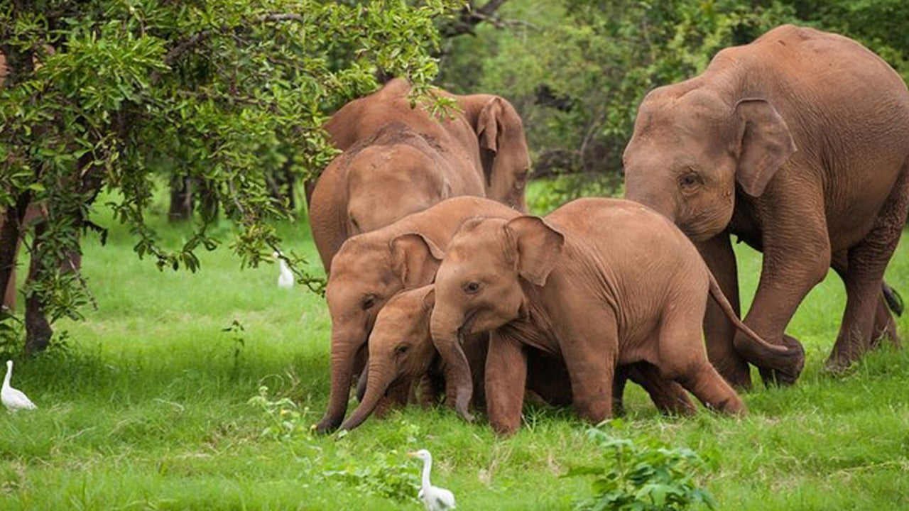 Safari w Parku Narodowym Udawalawe z Ahangamy