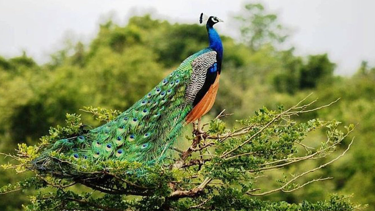 Safari w Parku Narodowym Udawalawe z Ahangamy