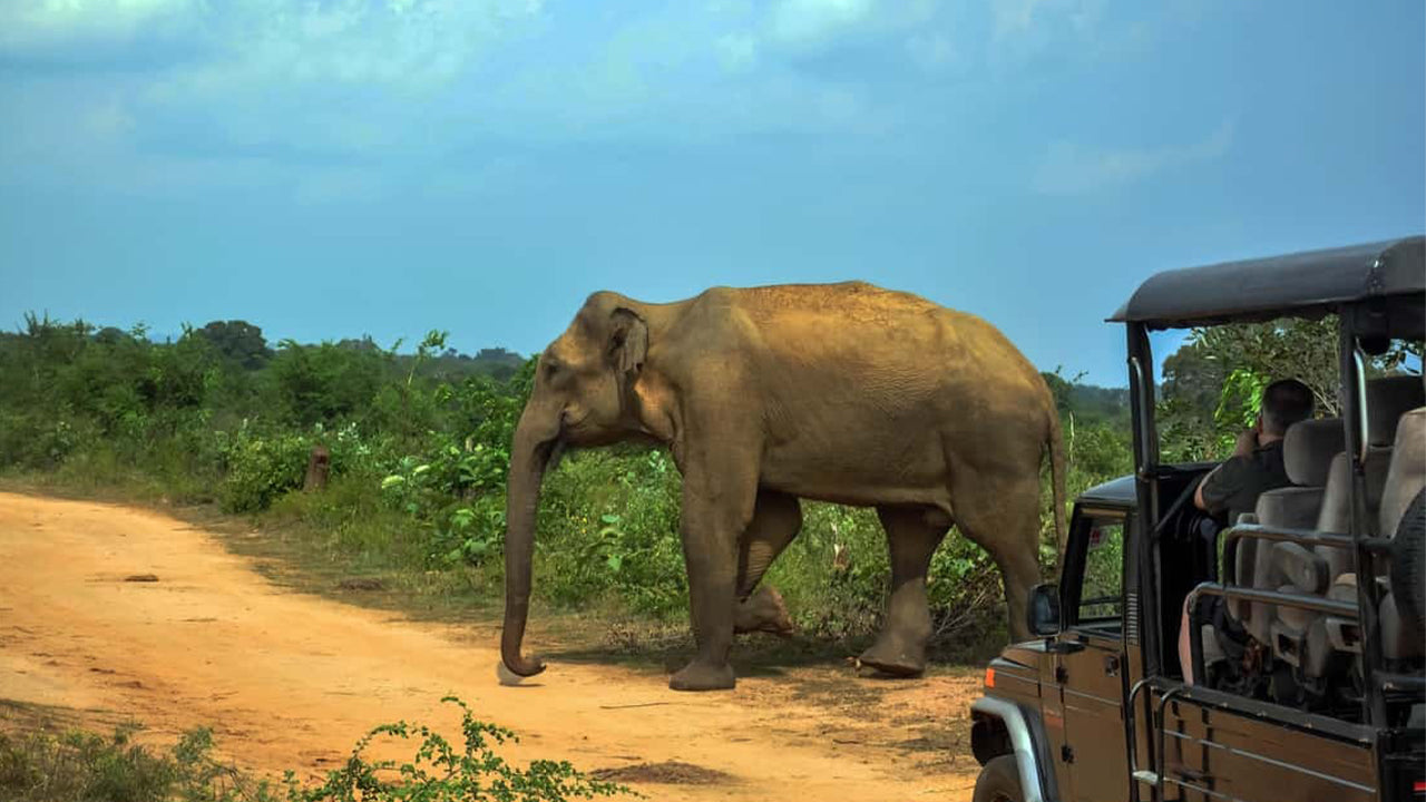 Safari w Parku Narodowym Udawalawe z Ahangamy