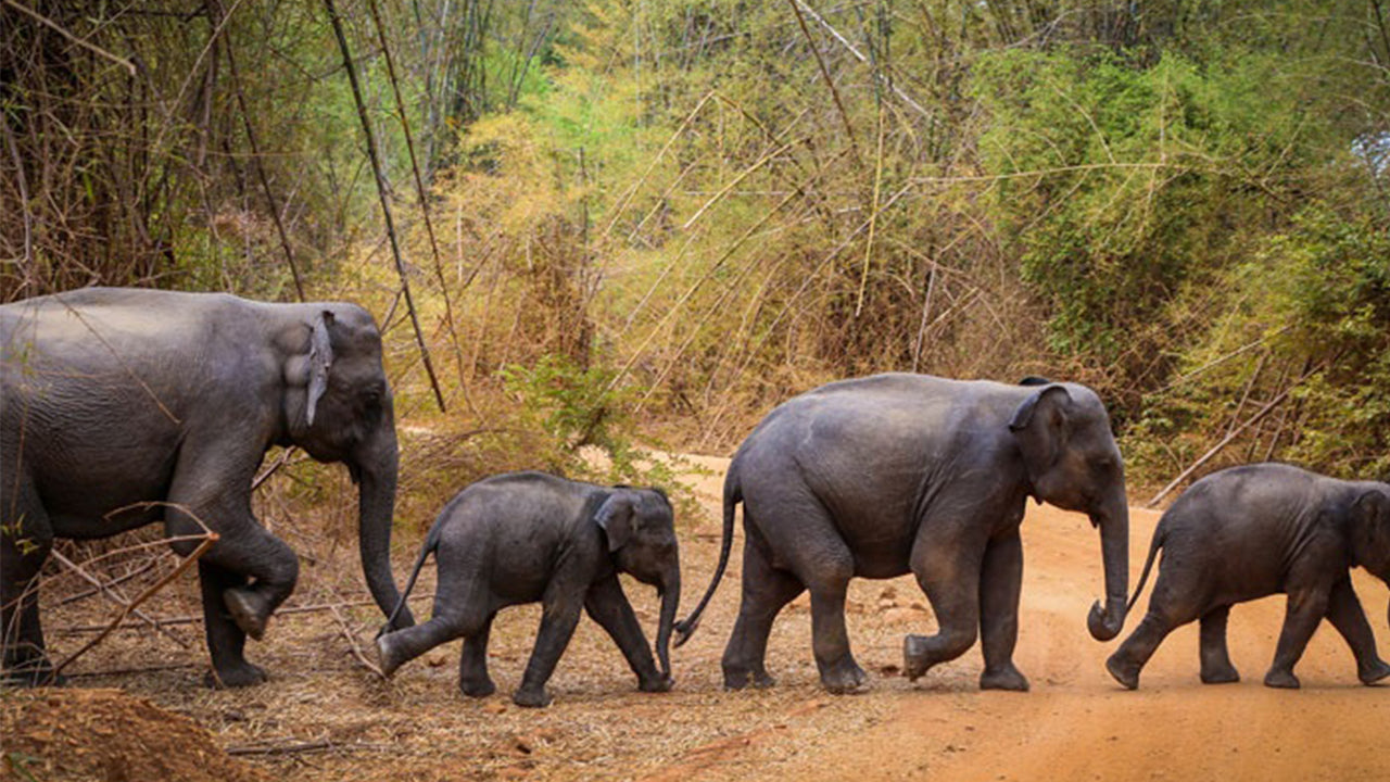 Safari w Parku Narodowym Wasgamuwa z Kandy