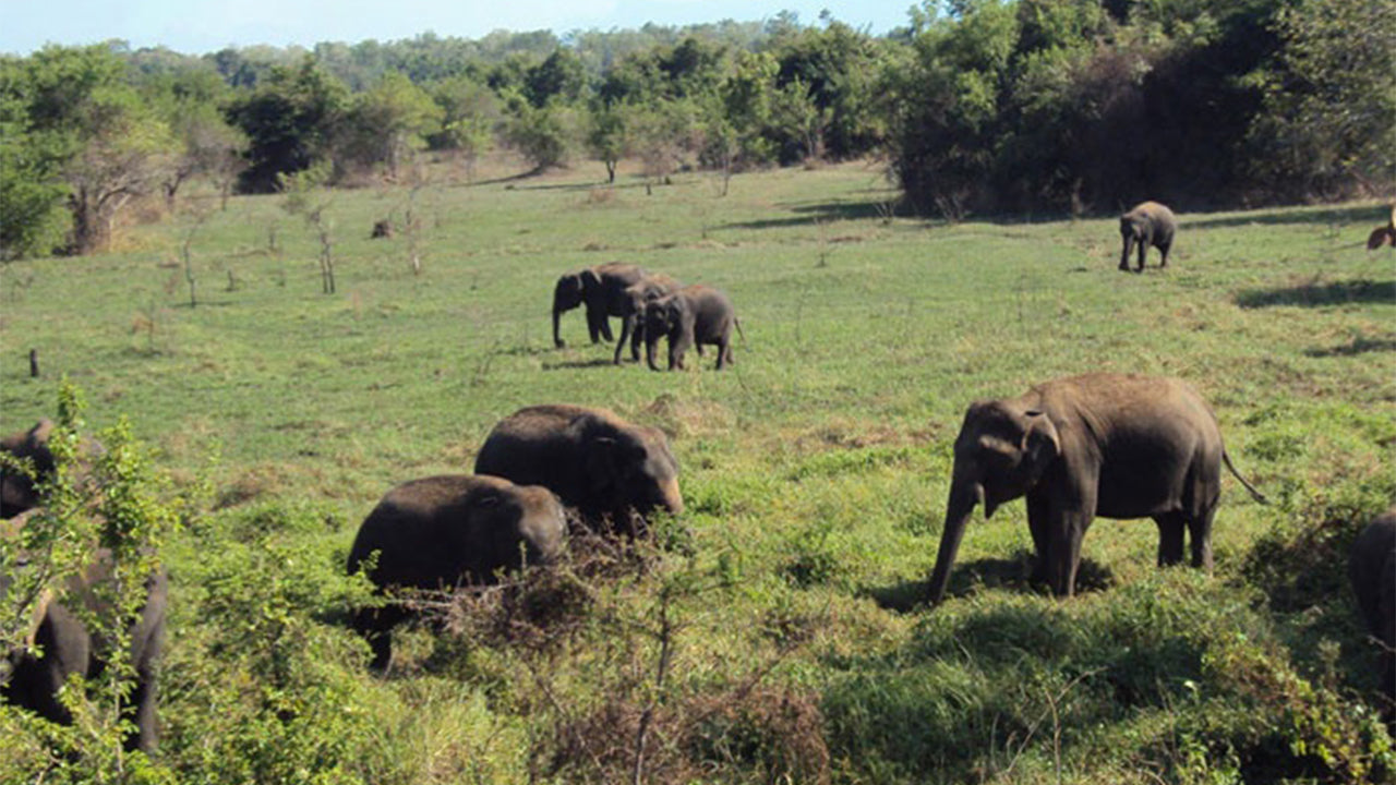 Safari w Parku Narodowym Wasgamuwa z Kandy