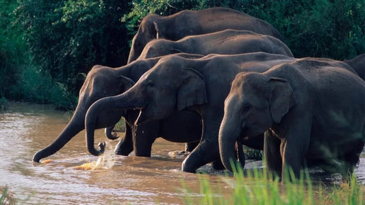 Safari w Parku Narodowym Wasgamuwa z Kandy