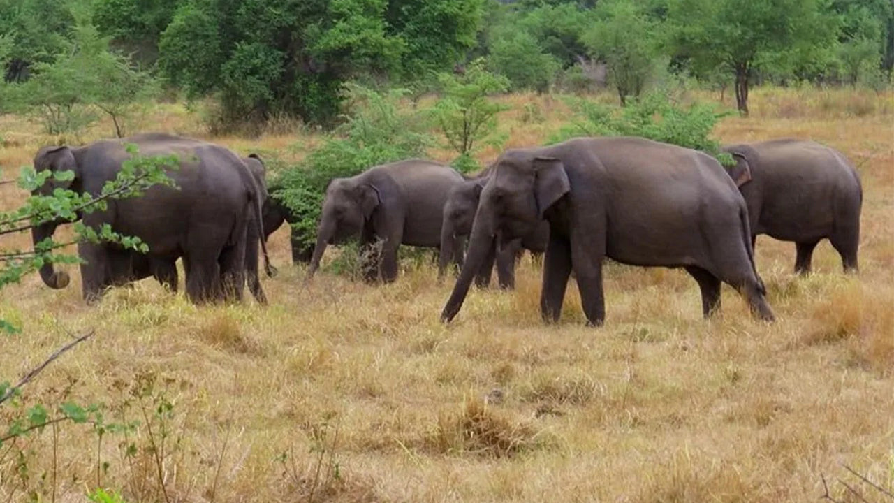 Safari w Parku Narodowym Wasgamuwa z Kandy
