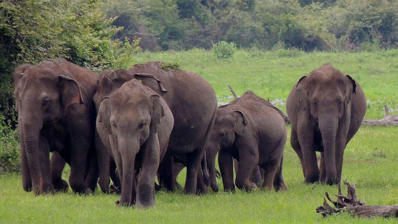 Safari w Parku Narodowym Wasgamuwa z Kandy