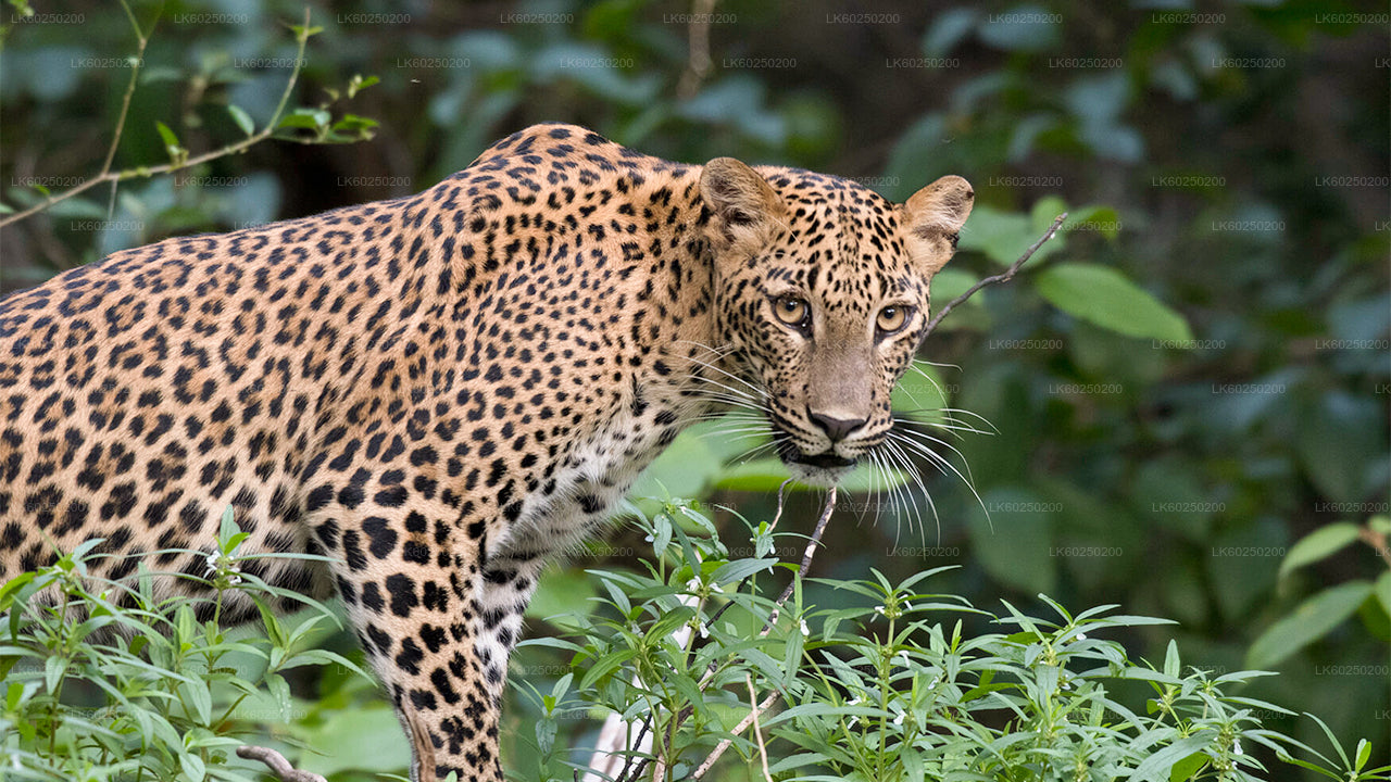 Safari w Parku Narodowym Yala z Unawatuna