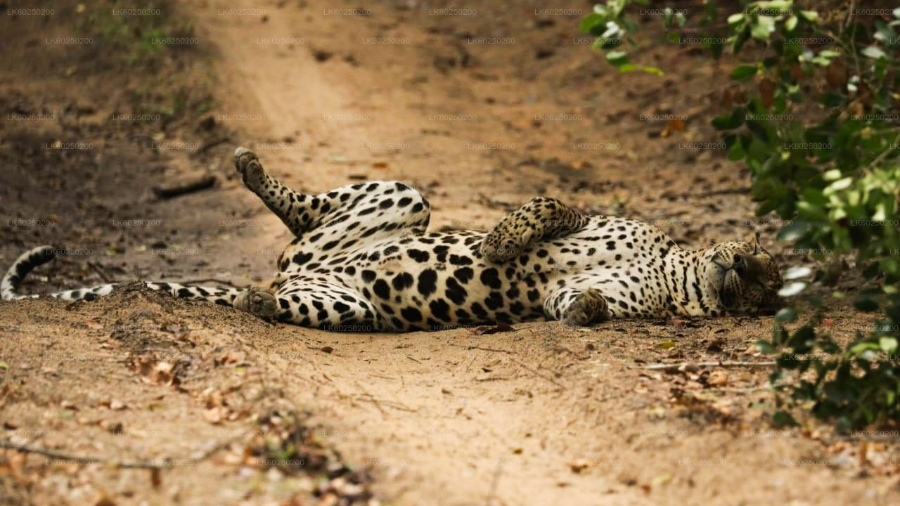 Safari w Parku Narodowym Yala z Unawatuna