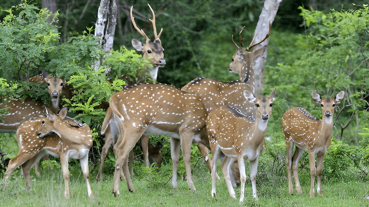 Safari w Parku Narodowym Yala z Unawatuna