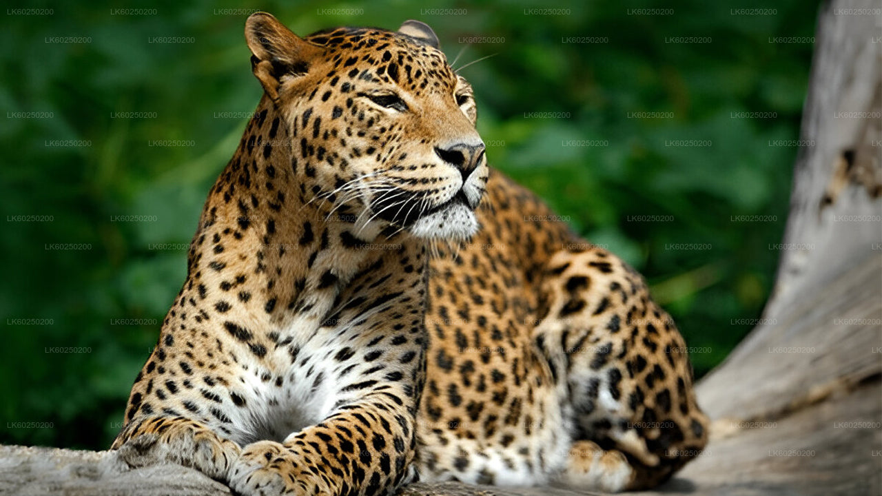 Safari w Parku Narodowym Yala z Unawatuna
