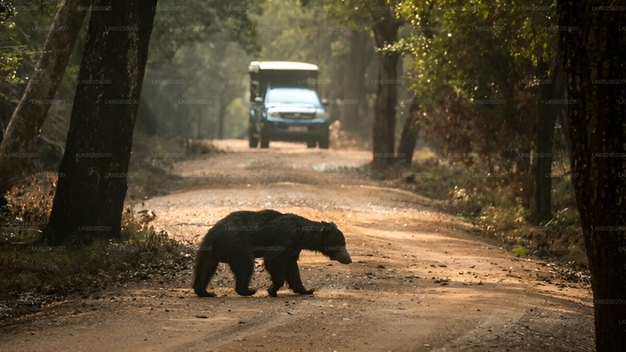 Safari w Parku Narodowym Yala z Unawatuna