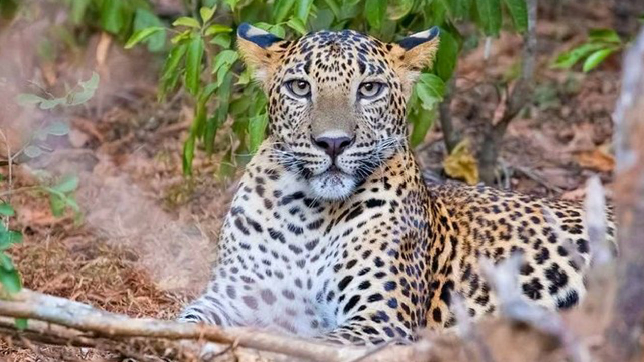Park Narodowy Yala Safari z Weligama