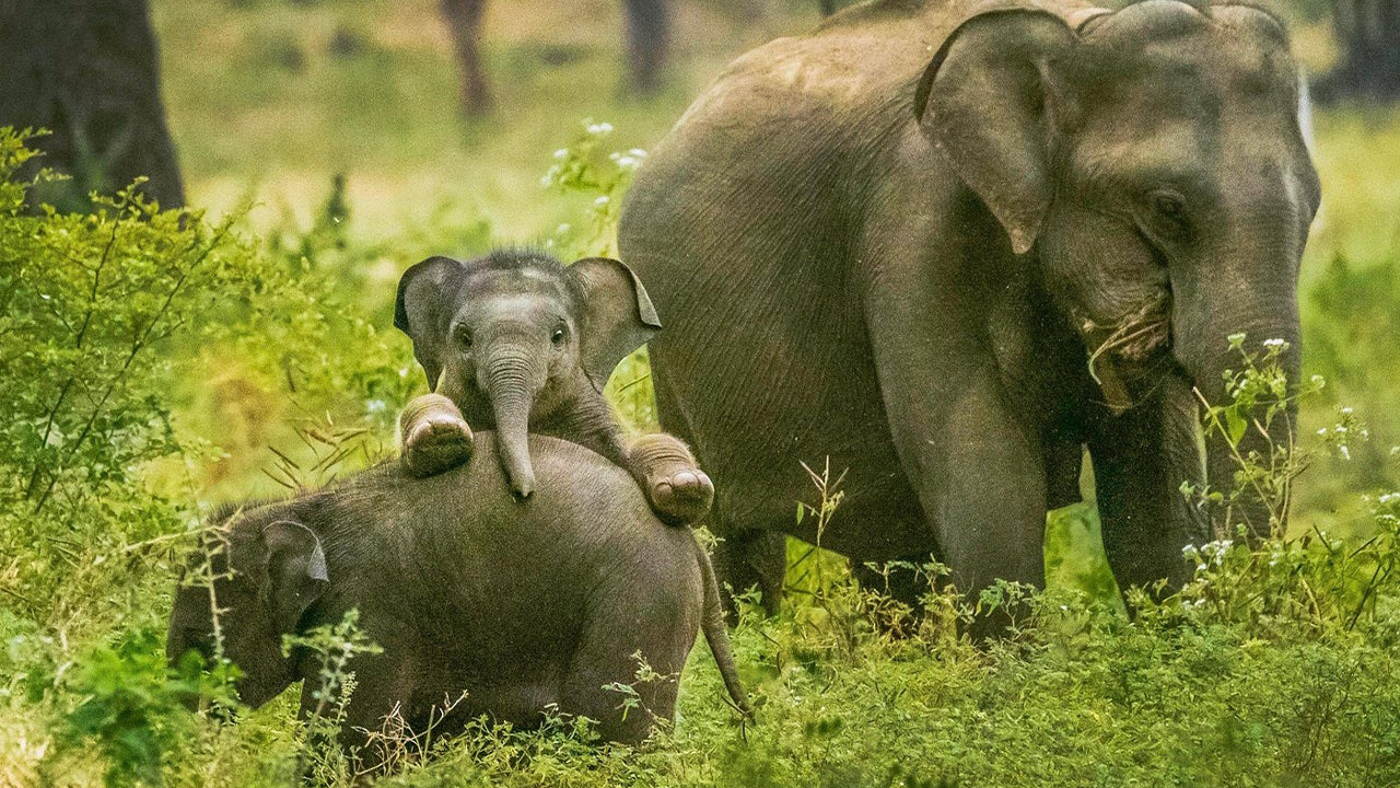 Park Narodowy Yala Safari z Weligama