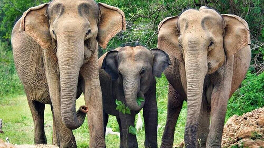 Park Narodowy Yala Safari z Weligama