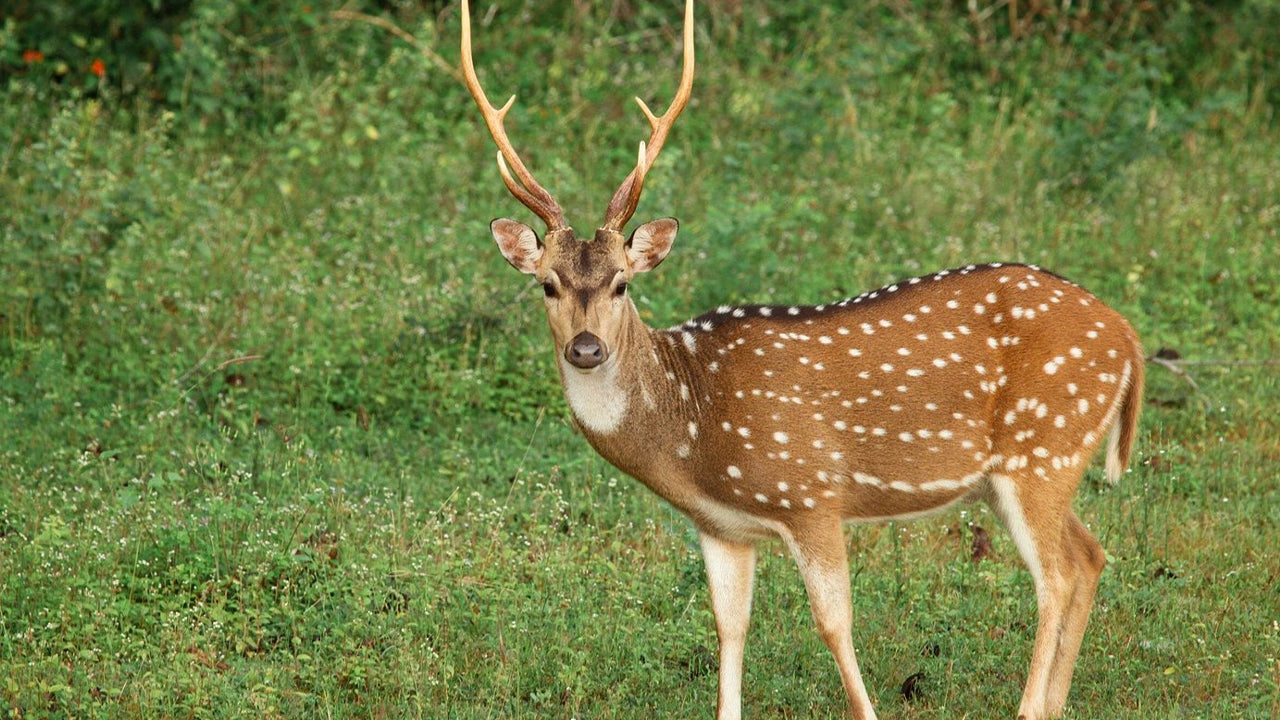 Park Narodowy Yala Safari z Weligama