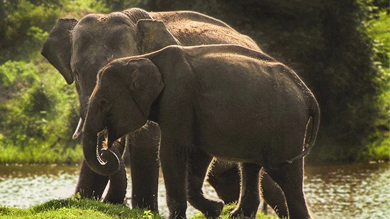 Park Narodowy Yala Safari z Weligama
