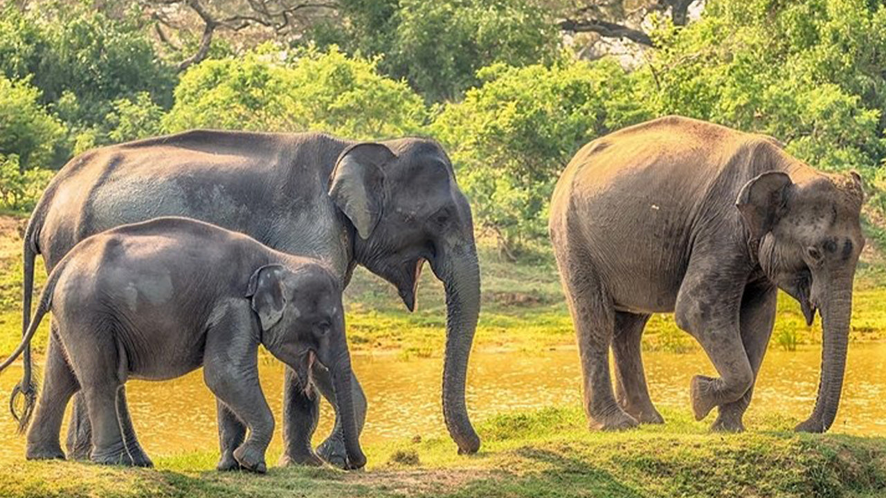 Park Narodowy Yala Safari z Weligama