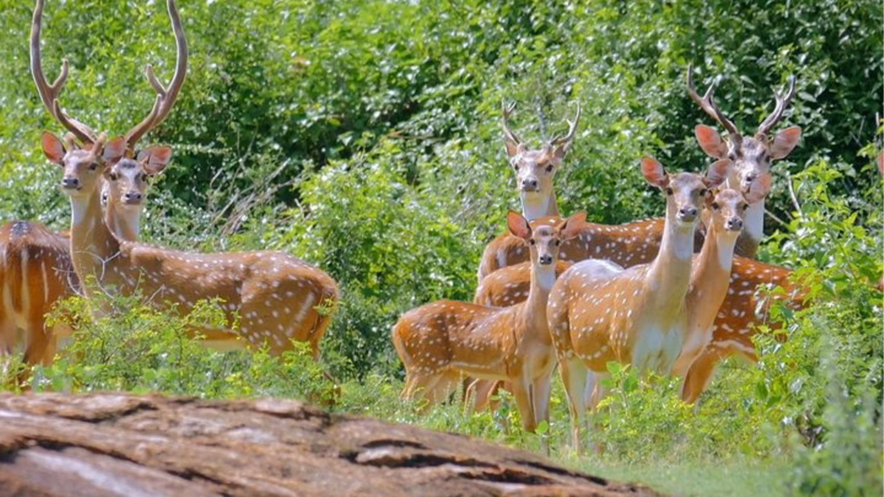 Park Narodowy Yala Safari z Weligama