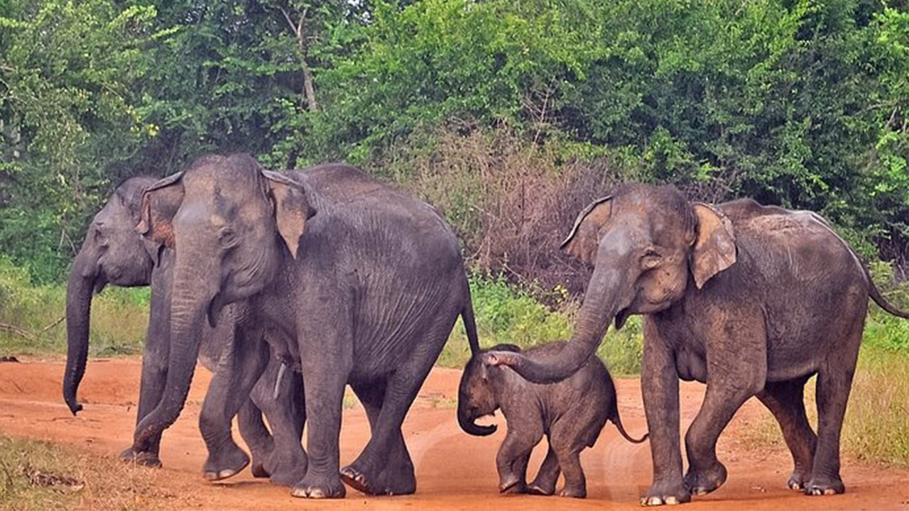Park Narodowy Udawalawe Safari z Mirissa