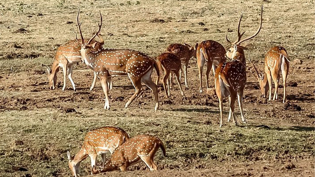 Park Narodowy Udawalawe Safari z Mirissa