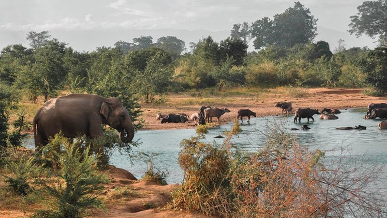Park Narodowy Udawalawe Safari z Mirissa