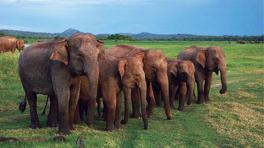 Park Narodowy Udawalawe Safari z Mirissa