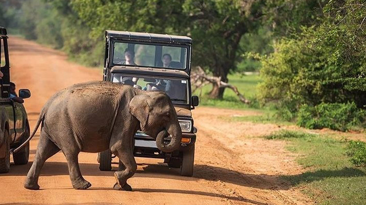 Park Narodowy Udawalawe Safari z Mirissa