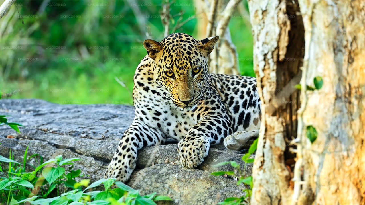Safari w Parku Narodowym Yala z Mirissy