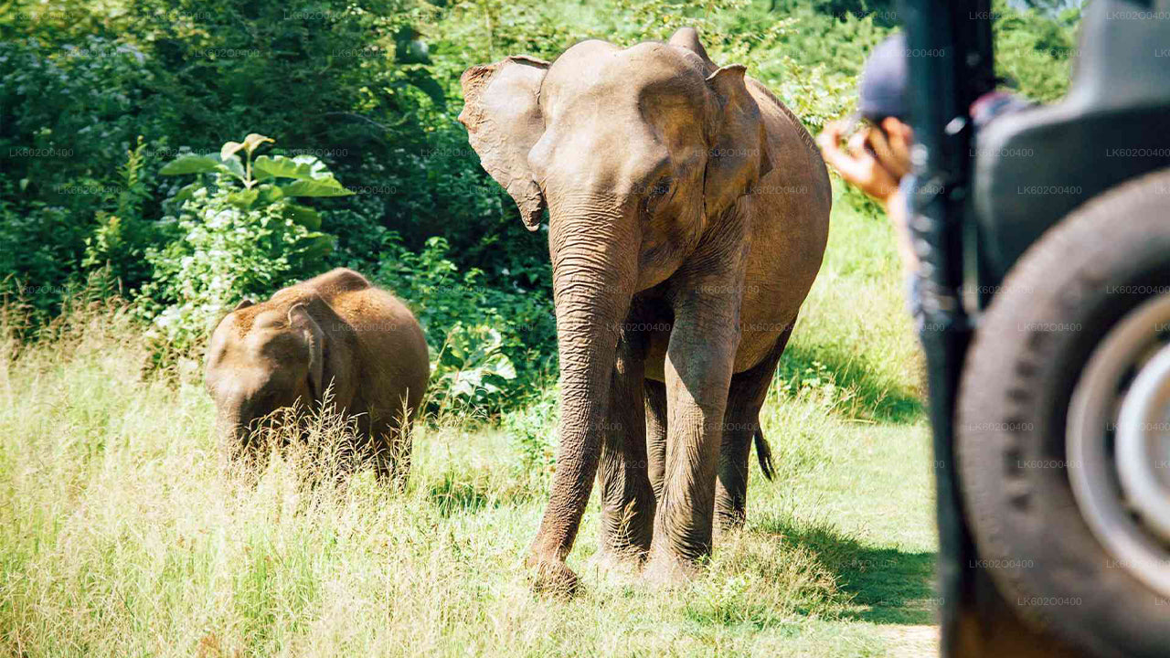 Safari w Parku Narodowym Yala z Mirissy