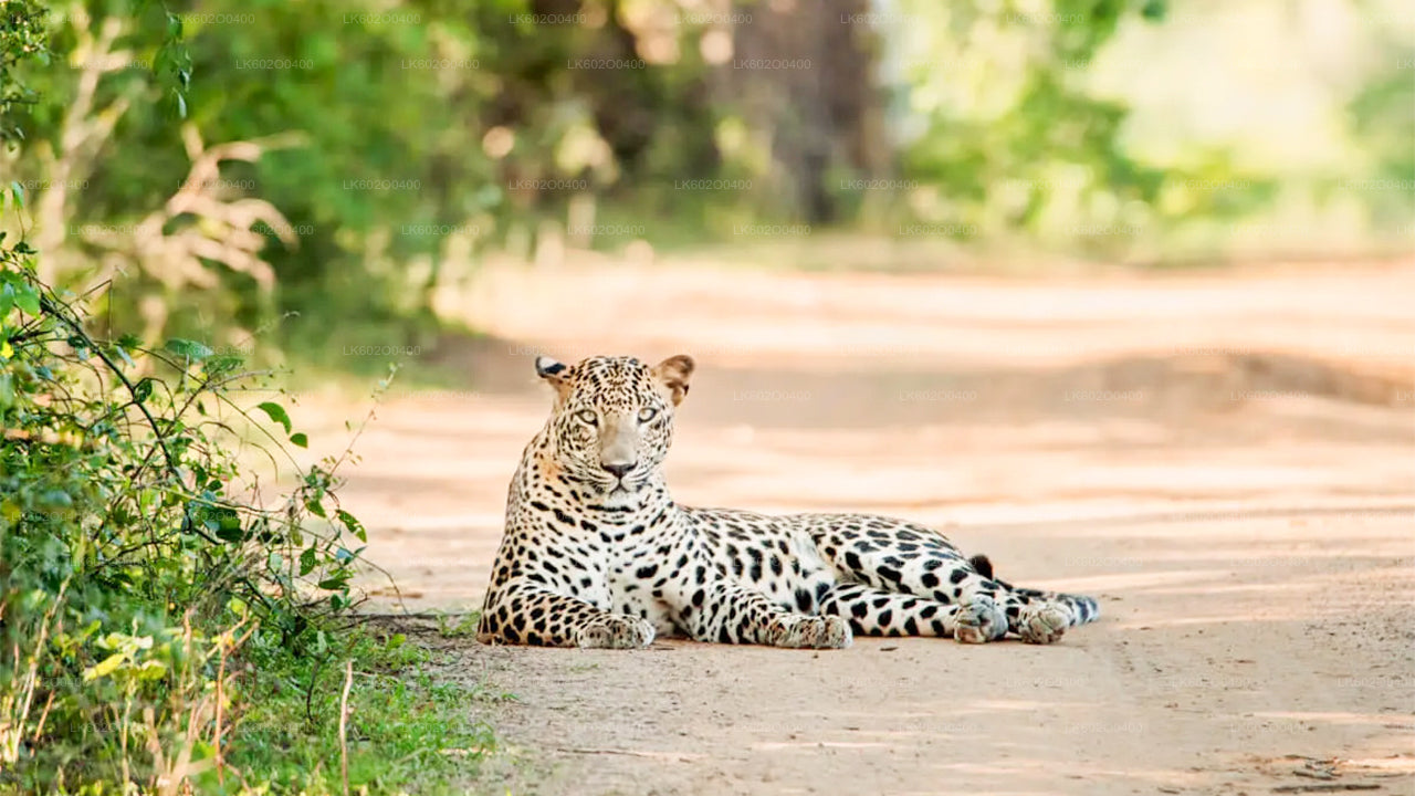 Safari w Parku Narodowym Yala z Mirissy