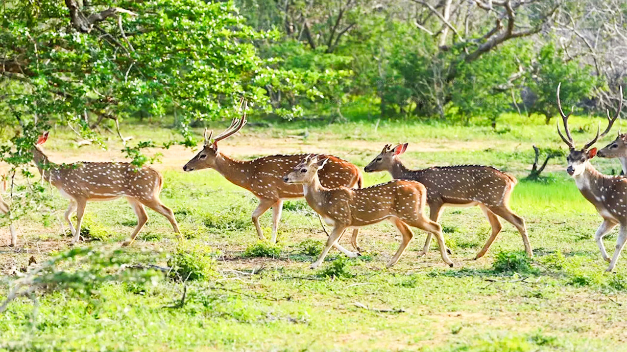 Safari w Parku Narodowym Yala z Mirissy