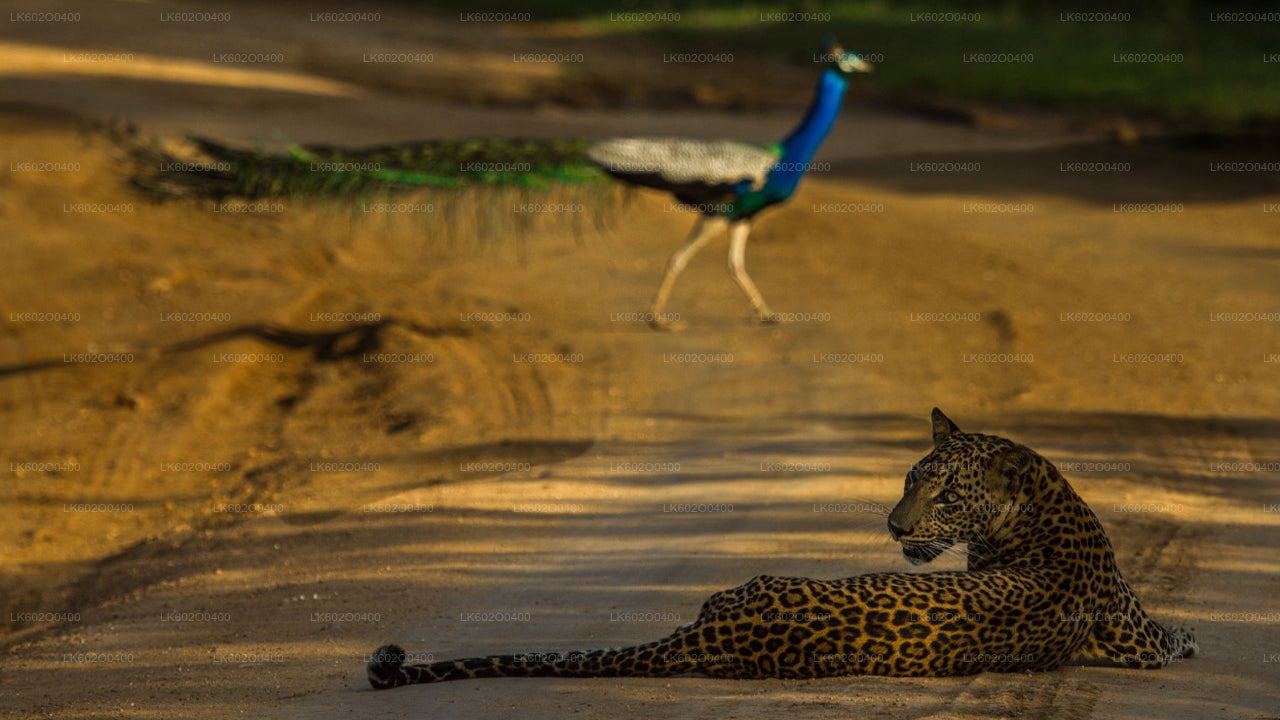 Safari w Parku Narodowym Yala z Mirissy