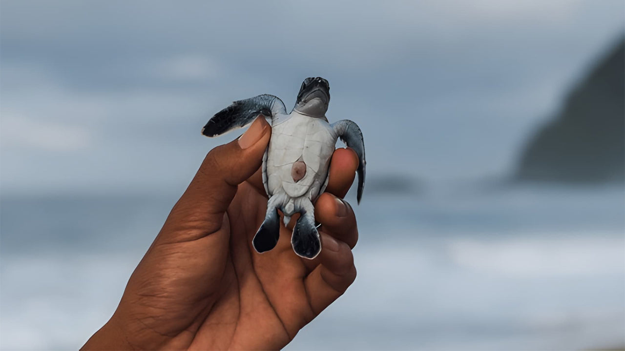 Baby Turtle Release from Induruwa