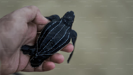 Wypuszczenie małego żółwia z Induruwy