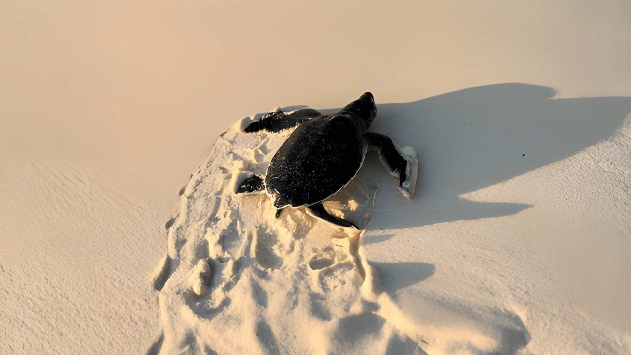 Baby Turtle Release from Induruwa