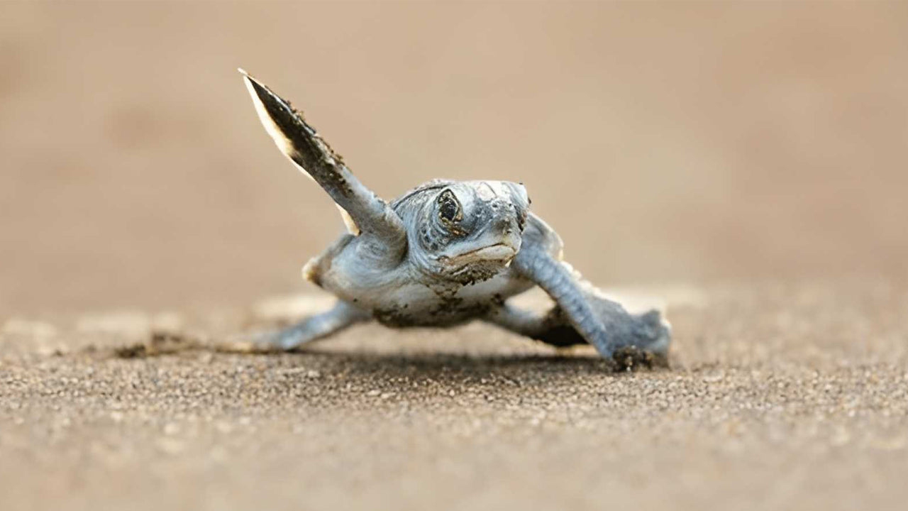 Baby Turtle Release from Induruwa