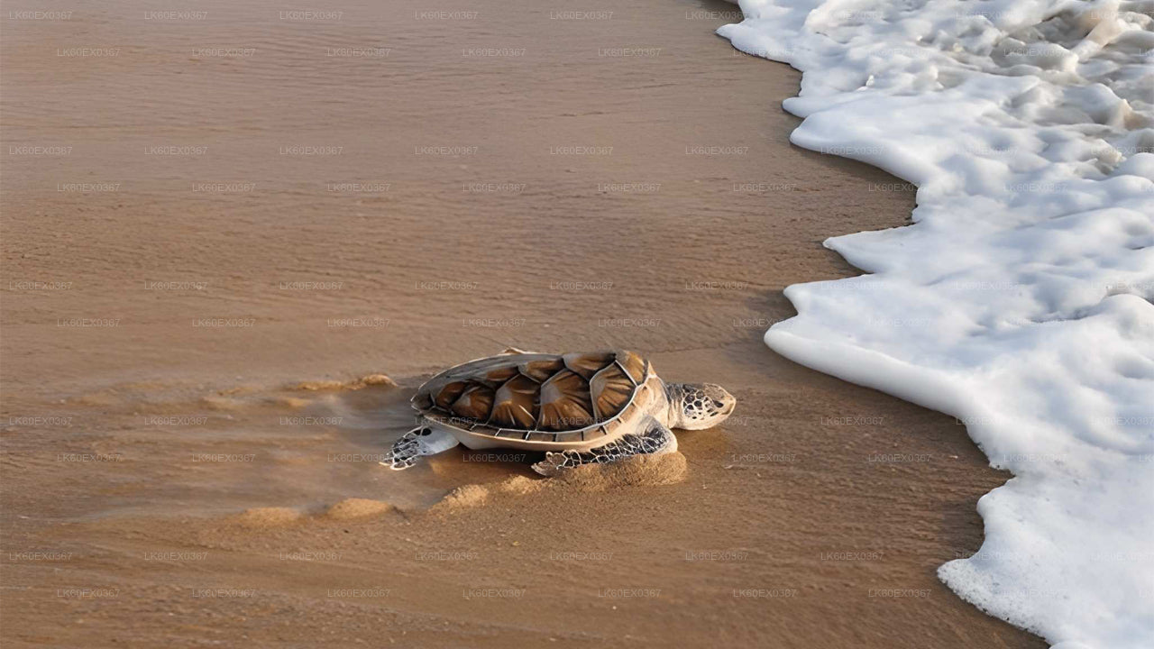 Baby Turtle Release from Induruwa